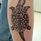 Turtle