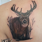 Buck deer
