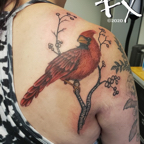 Cardinal back shoulder