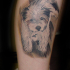 Dog on floor