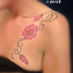 z Daisies 11