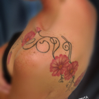 z Daisies 12